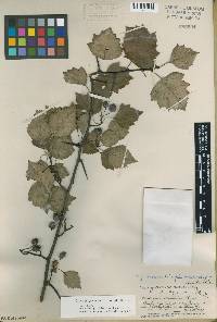 Crataegus pruinosa image