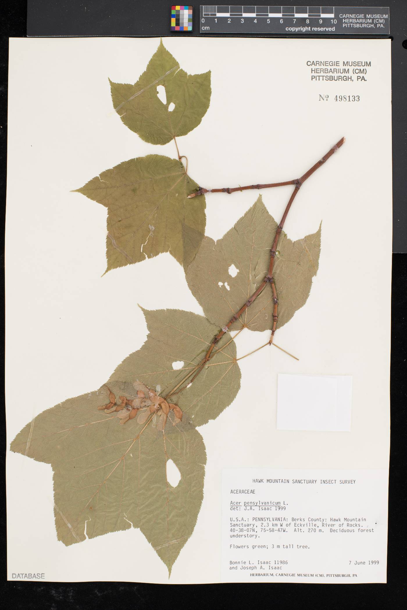 Solidago caesia var. axillaris image