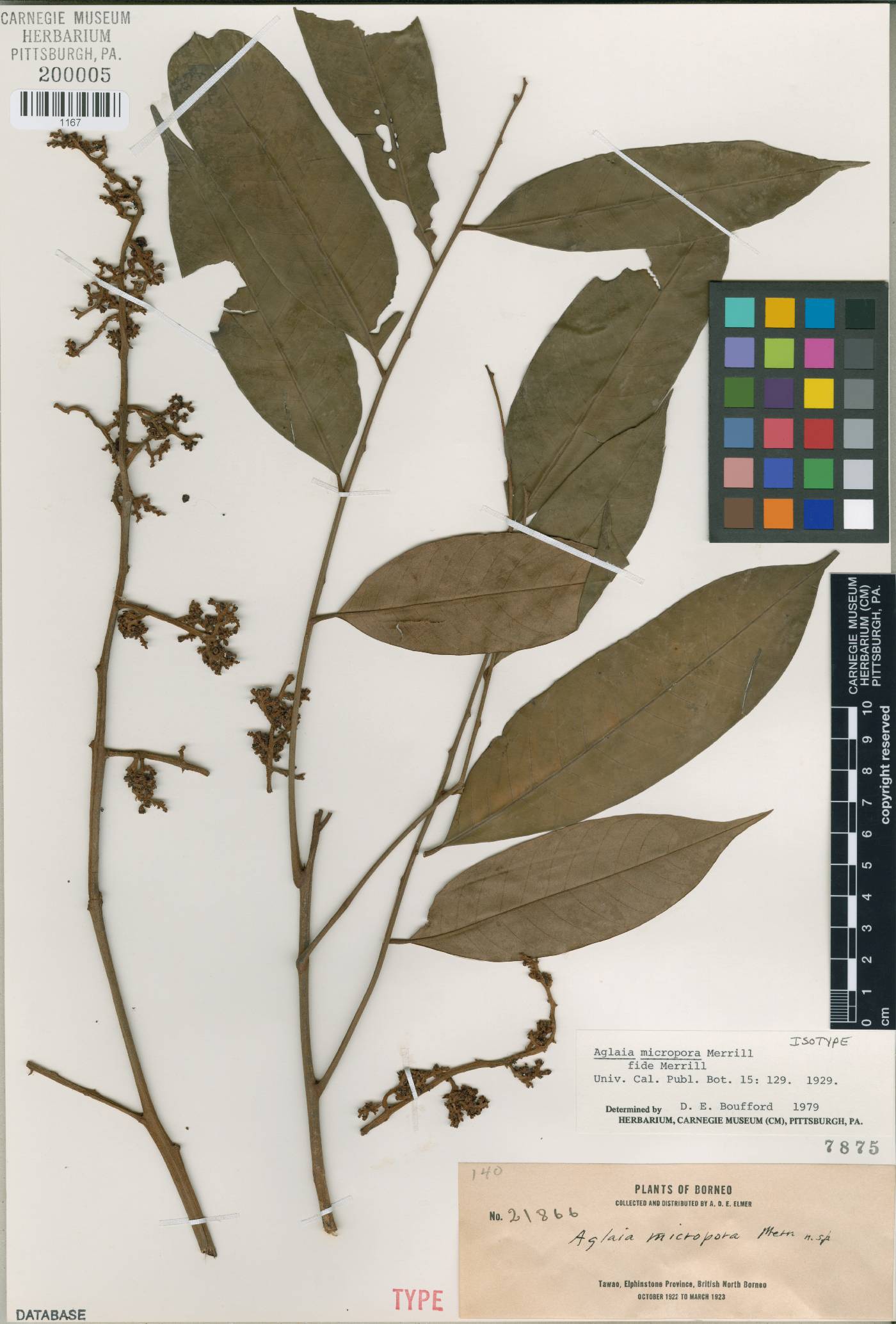 Aglaia silvestris image