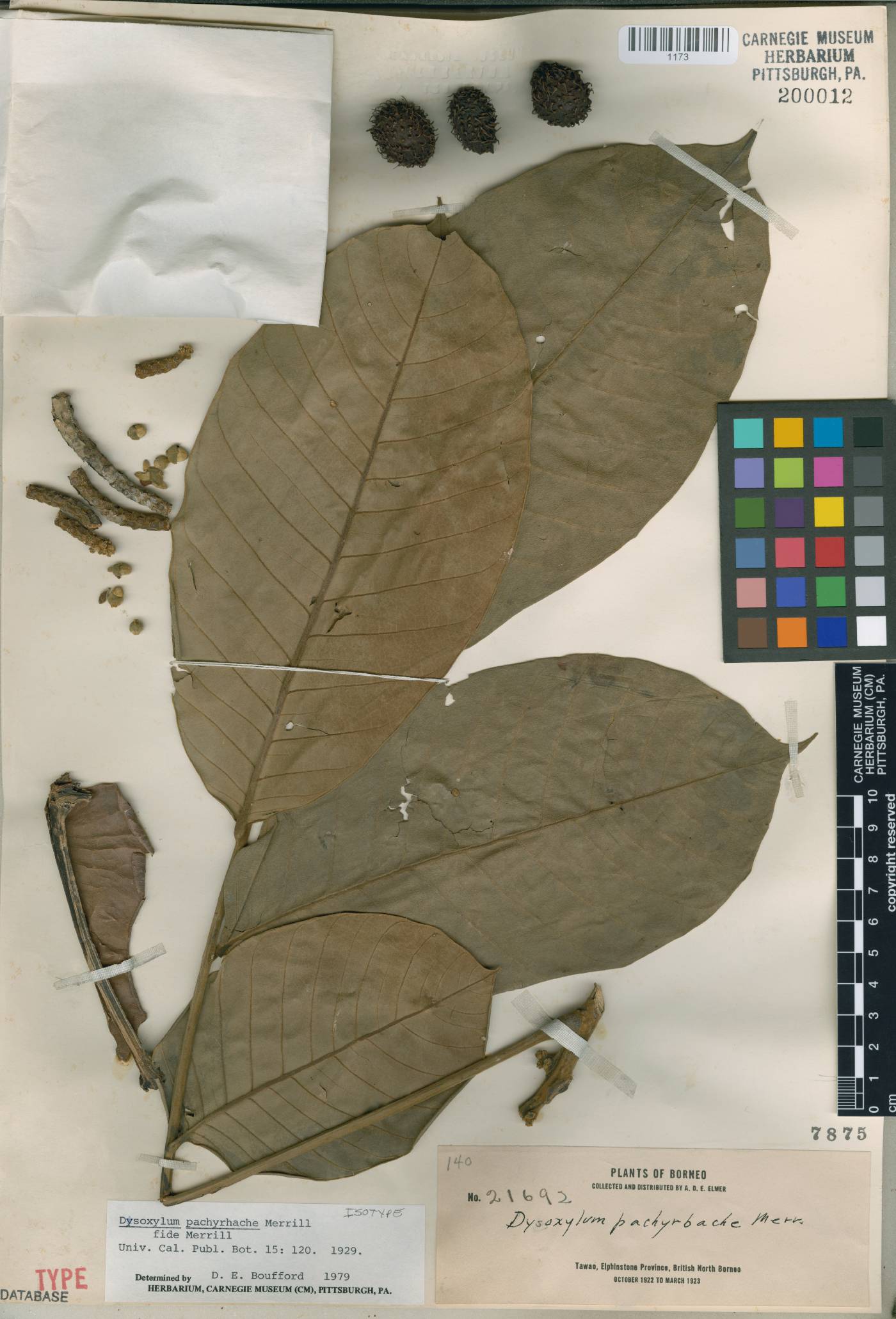 Dysoxylum pachyrhache image