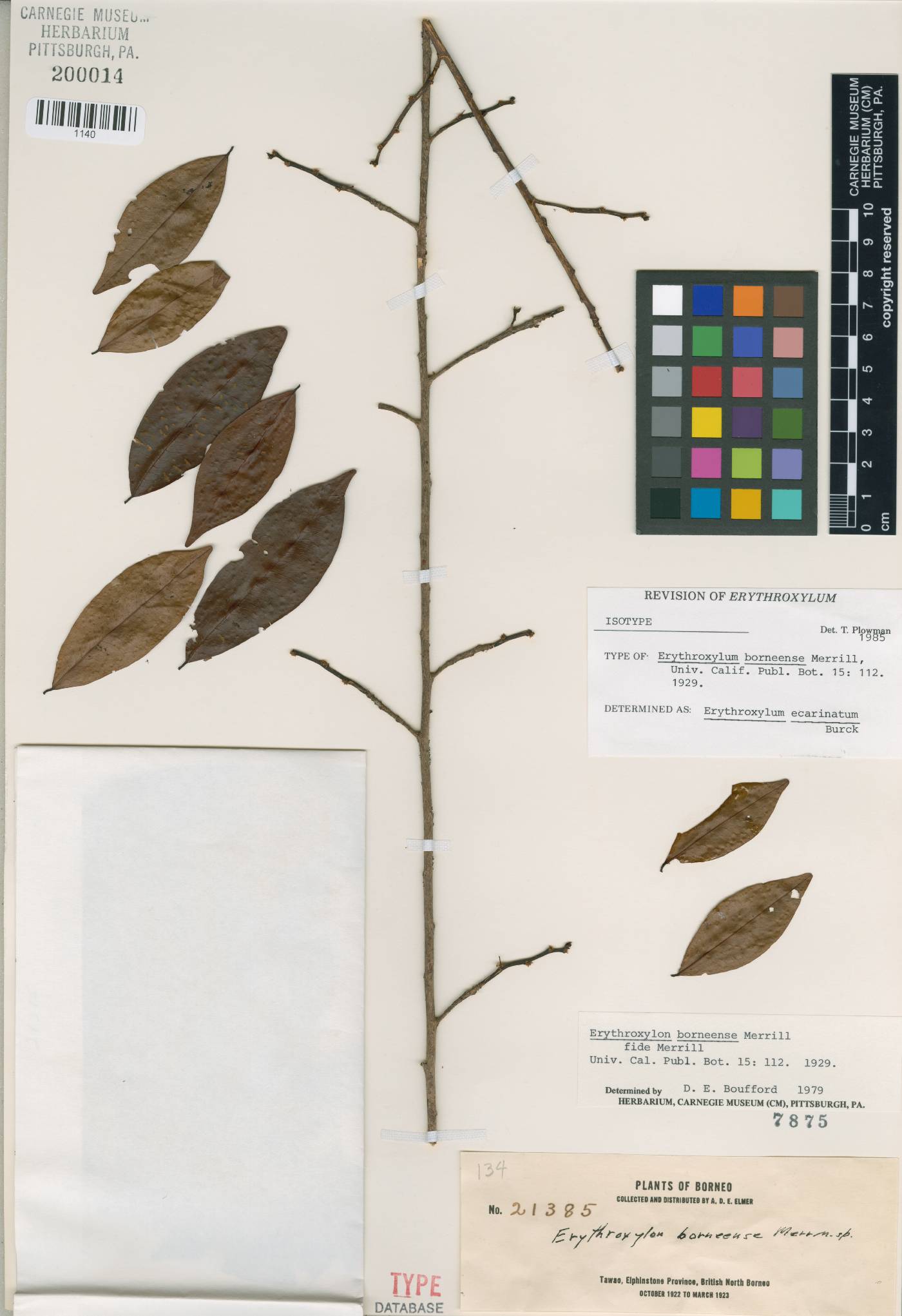 Erythroxylum ecarinatum image