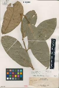 Image of Litsea pallidifolia