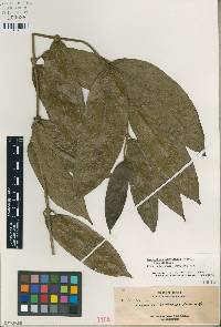 Image of Lasianthus borneensis