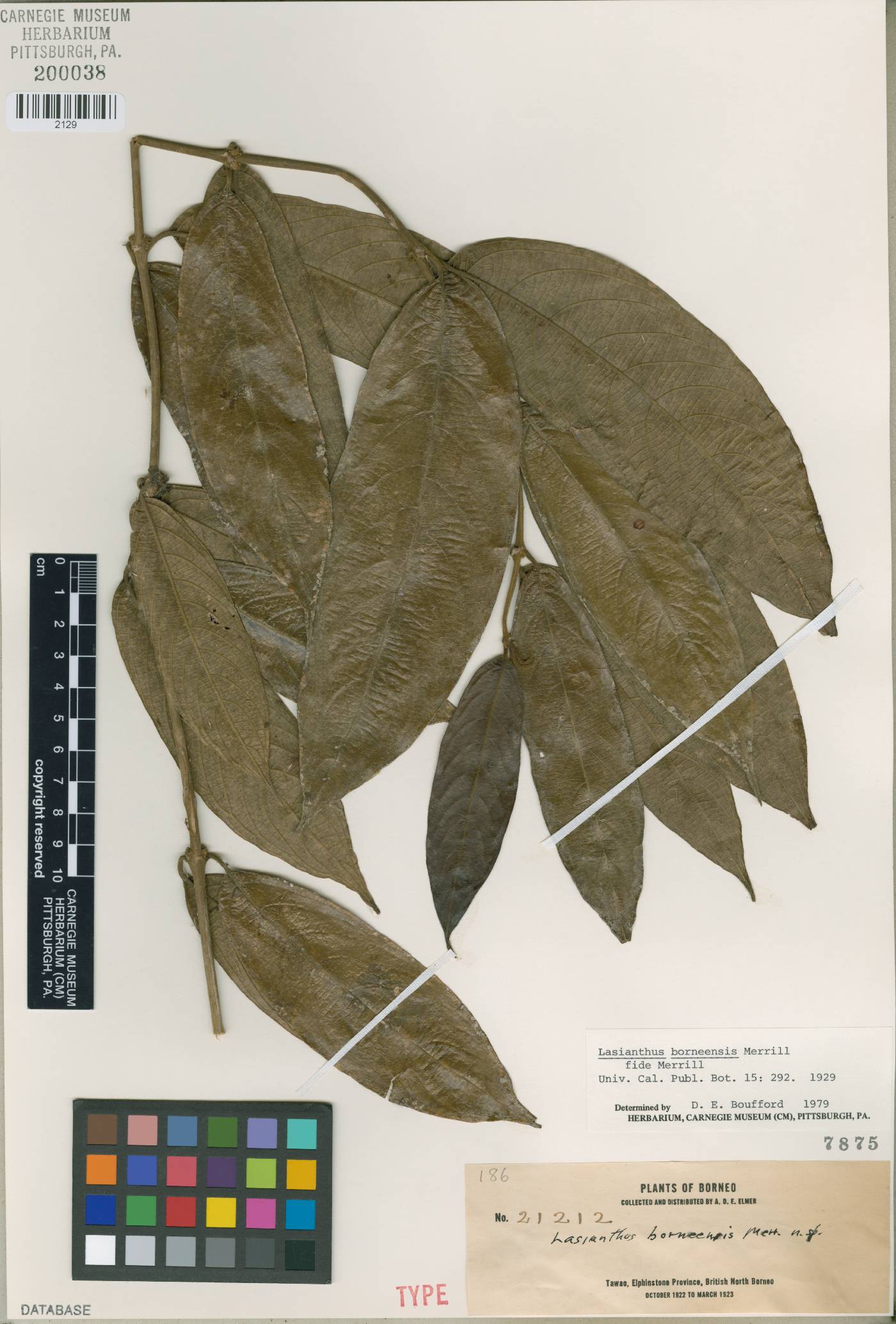 Lasianthus borneensis image
