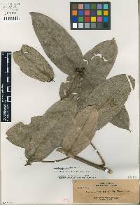 Image of Lasianthus cordatus