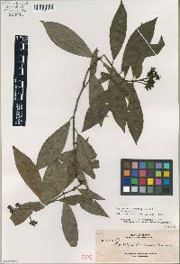 Psychotria tawaensis image