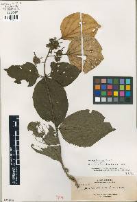 Media resource of Mussaenda elmeri