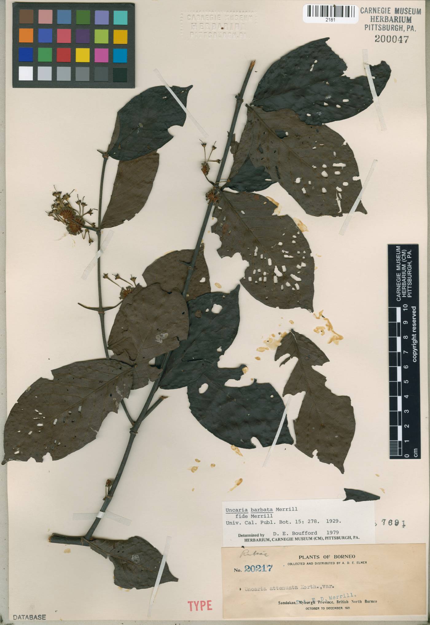 Uncaria barbata image