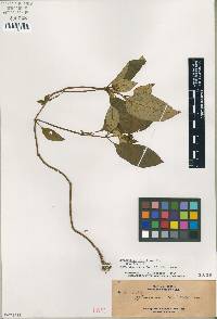 Media resource of Ophiorrhiza elmeri
