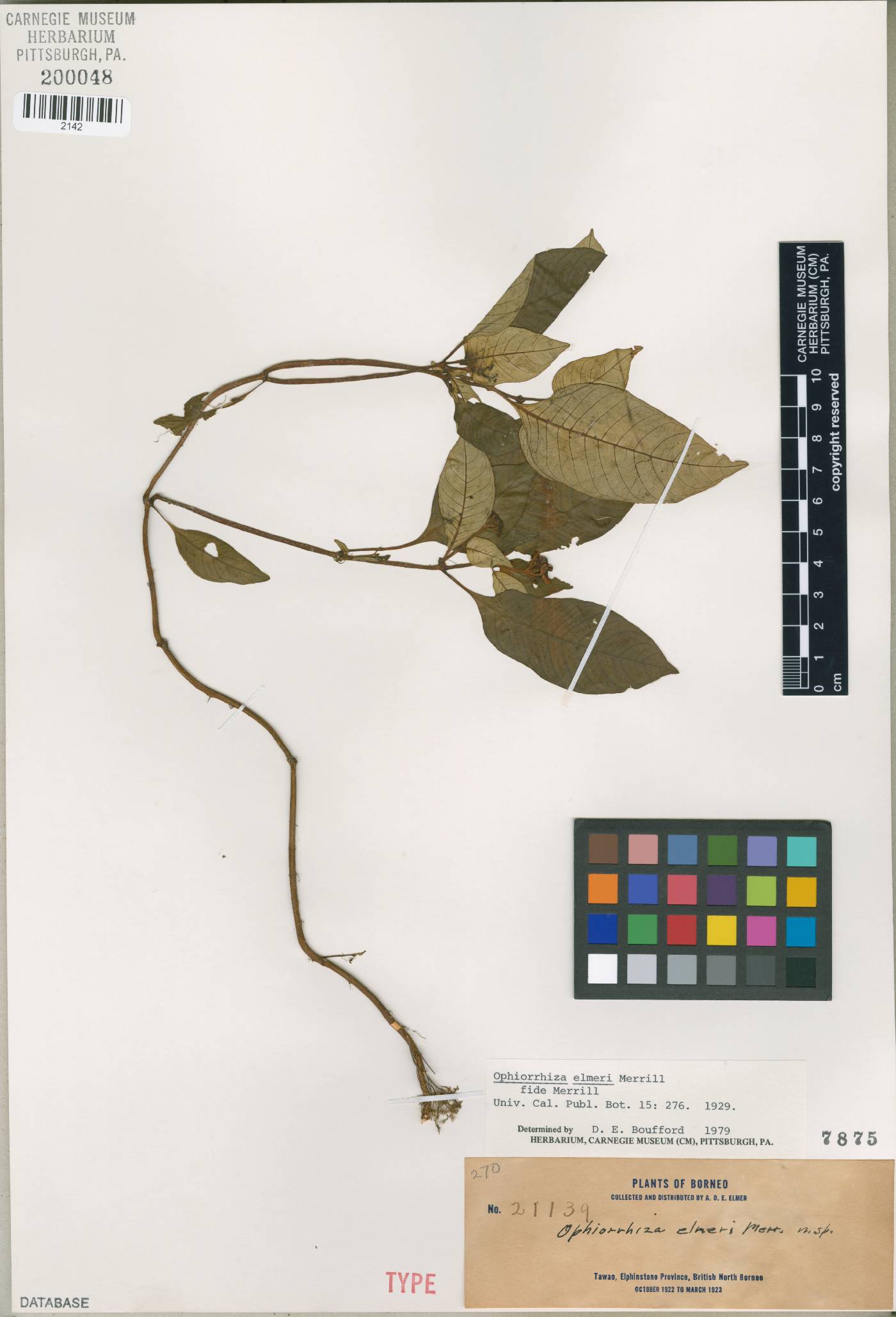 Ophiorrhiza elmeri image