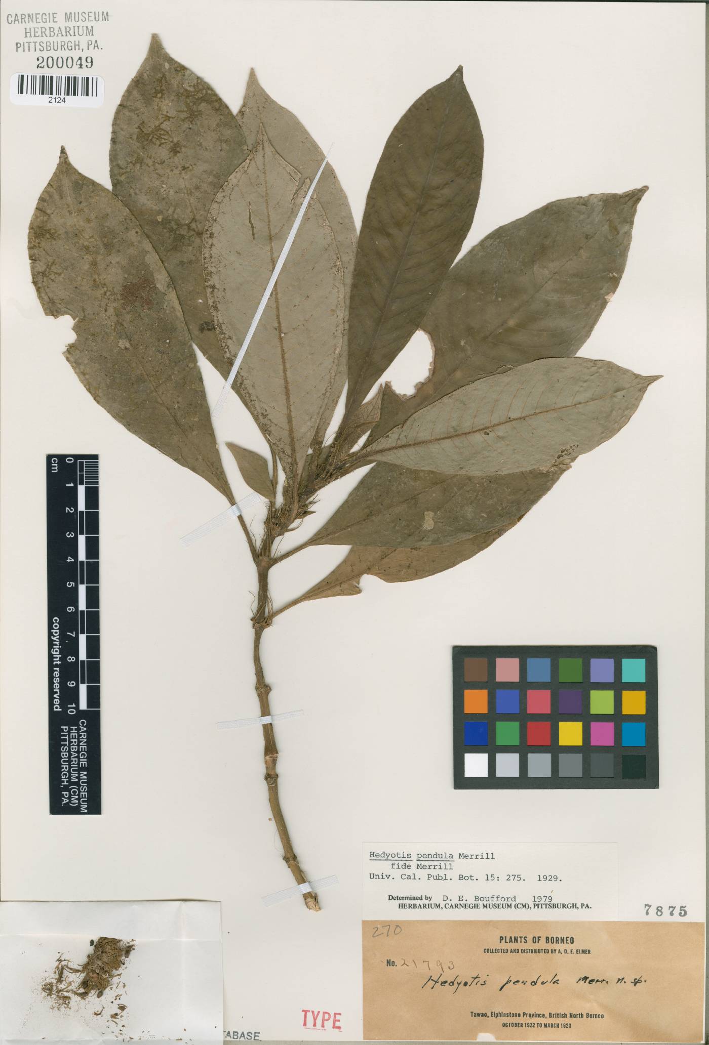Cyanoneuron pubescens image