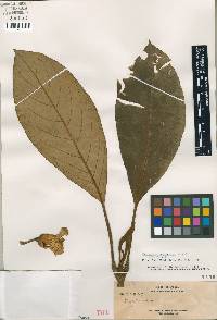 Cyrtandra campanulata image