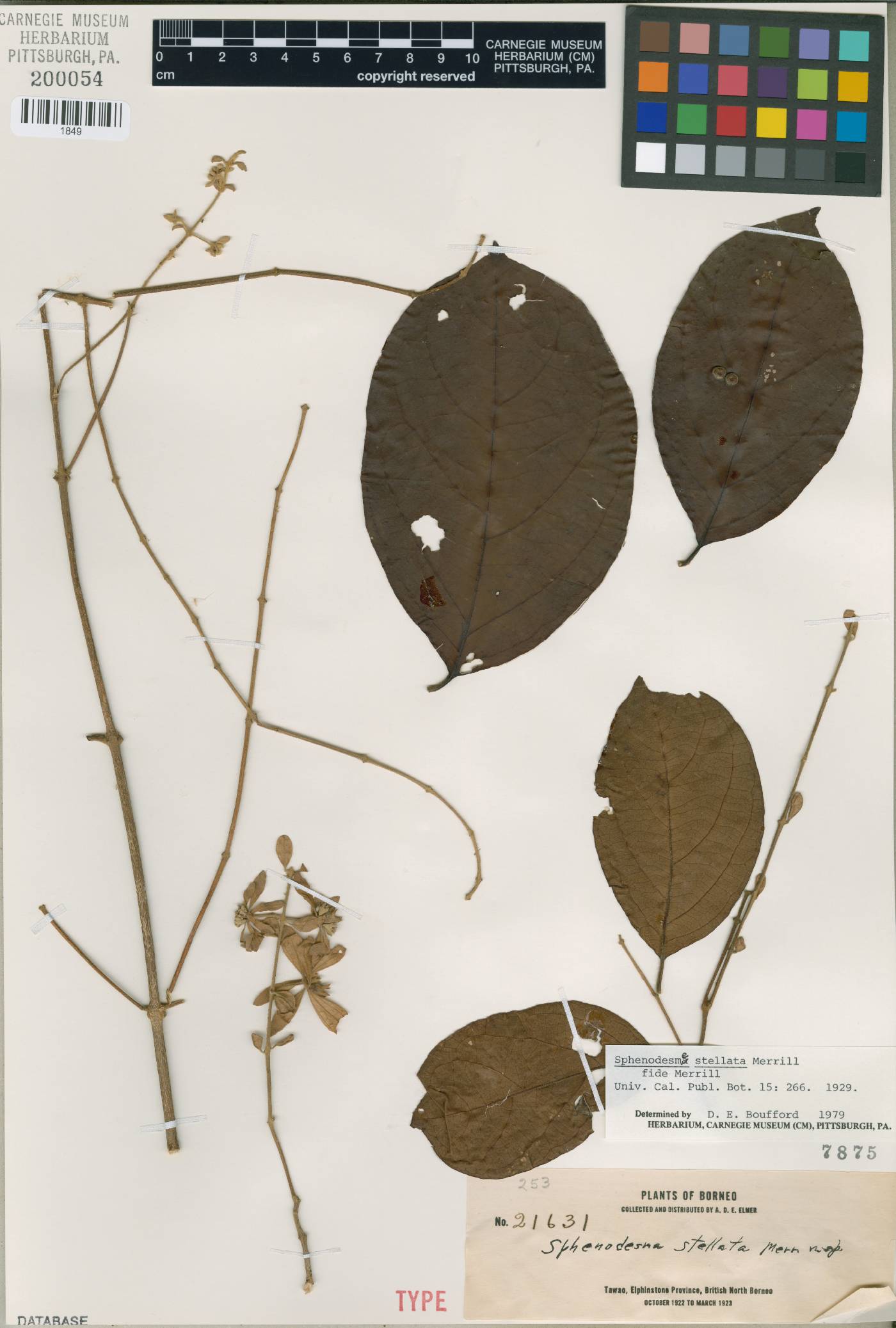 Sphenodesme stellata image