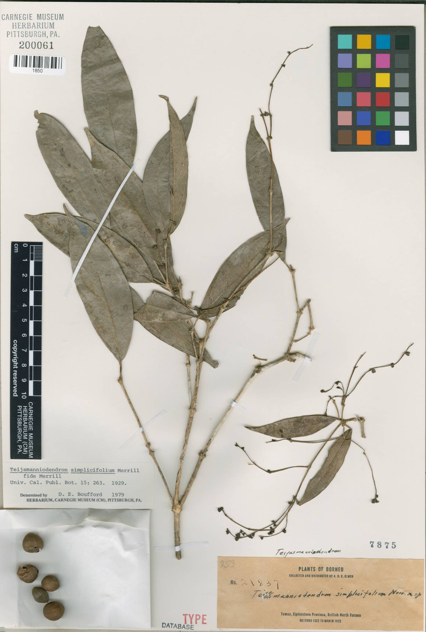 Teijsmanniodendron simplicifolium image