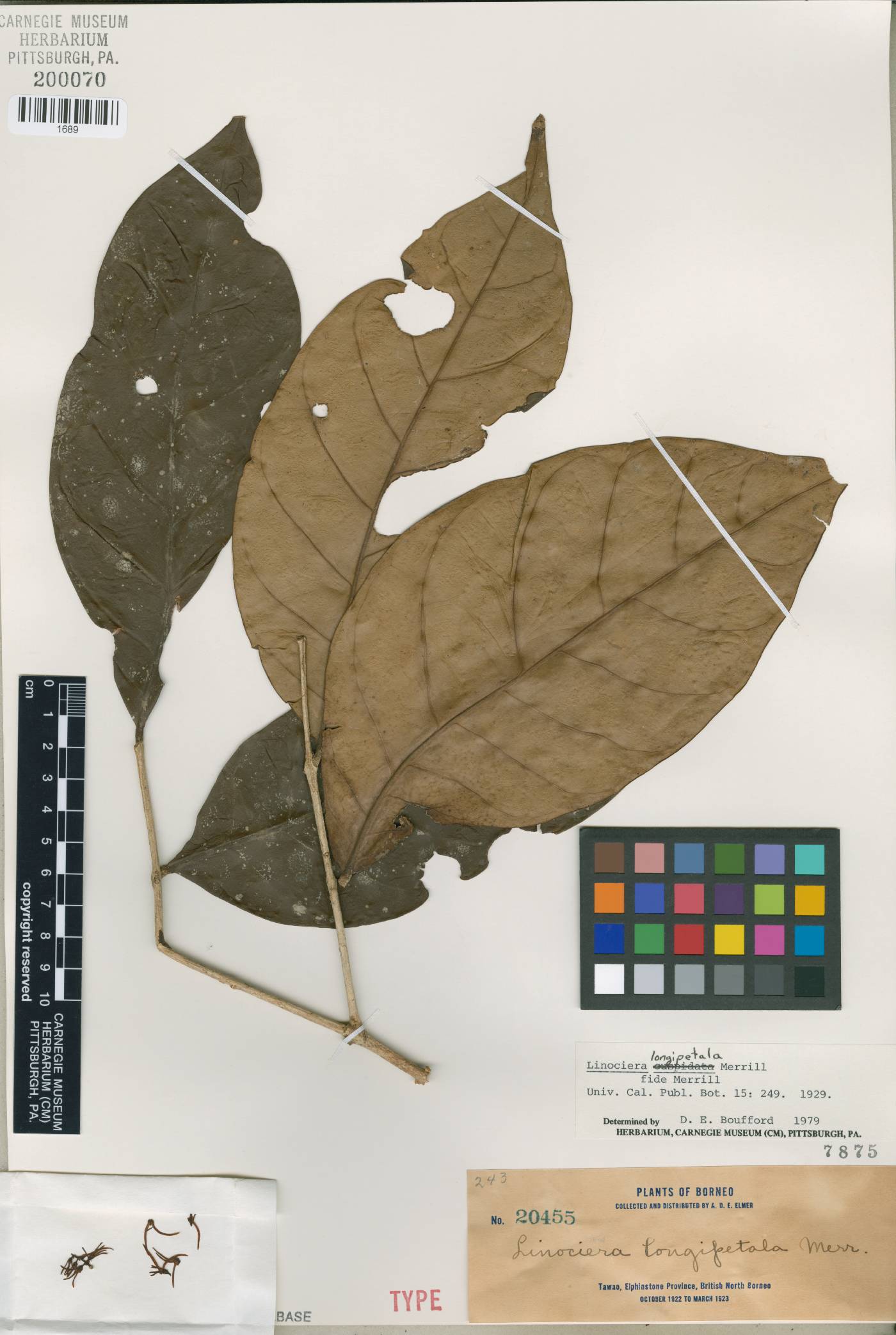 Chionanthus longipetalus image