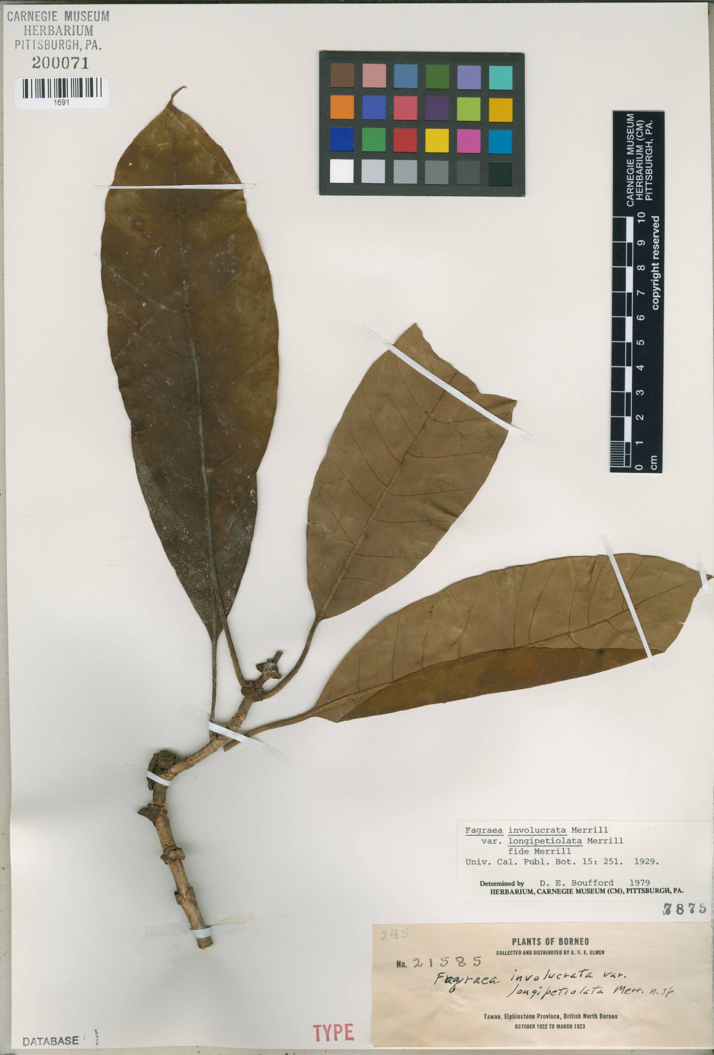 Fagraea macroscypha image
