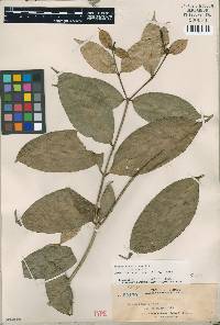Kopsia pauciflora image