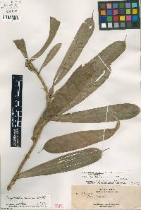 Image of Freycinetia ciliaris