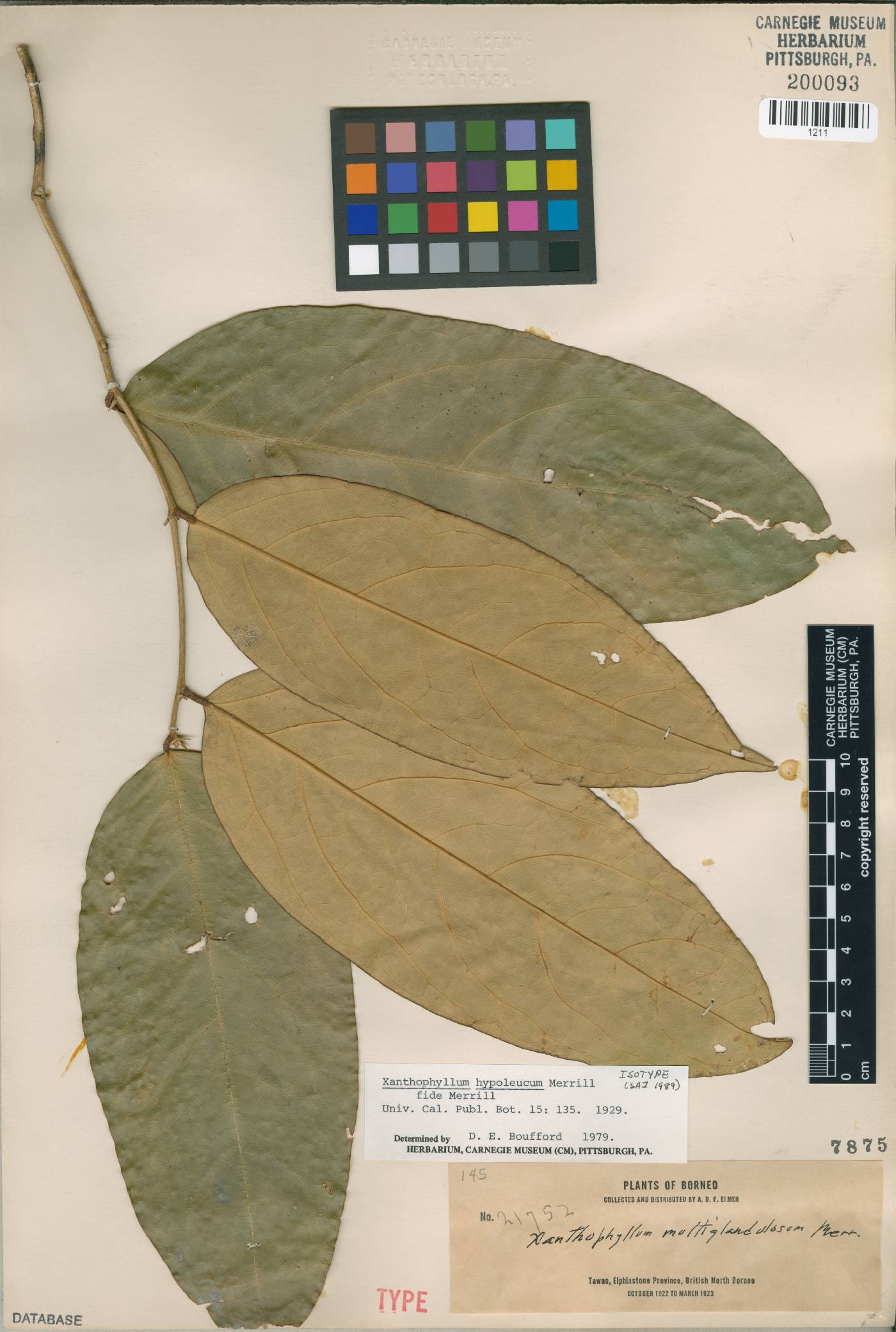 Xanthophyllum discolor subsp. discolor image