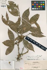 Image of Xanthophyllum reticulatum