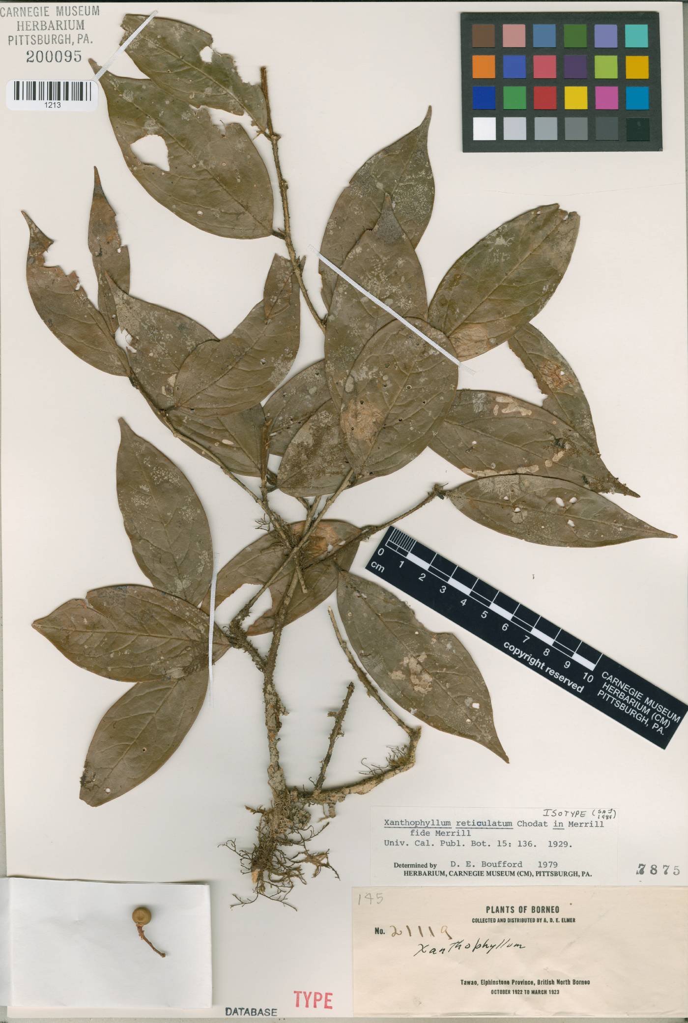 Xanthophyllum reticulatum image