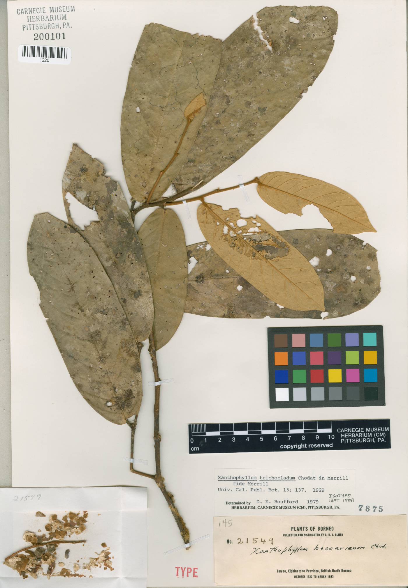 Xanthophyllum trichocladum image