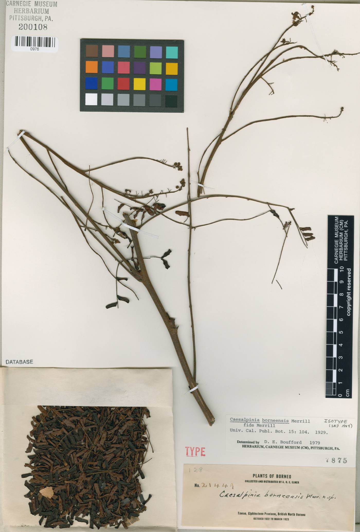 Caesalpinia parviflora image