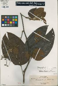 Bauhinia bassacensis var. backeri image