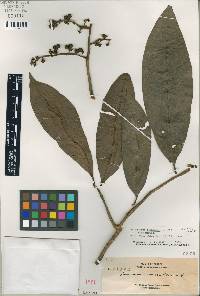Image of Parinari oblongifolia