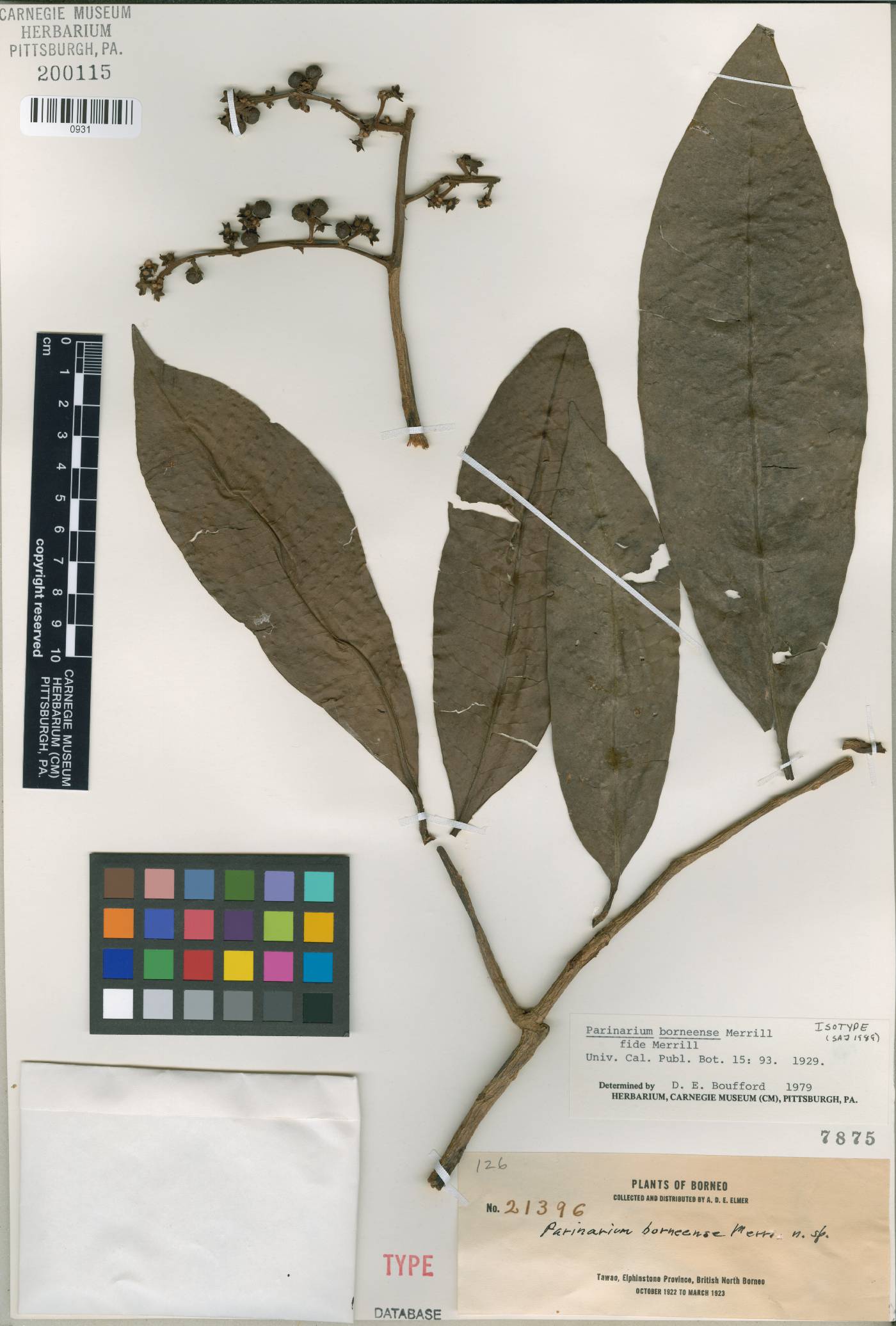 Parinari oblongifolia image