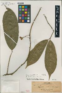 Image of Capparis pubiflora