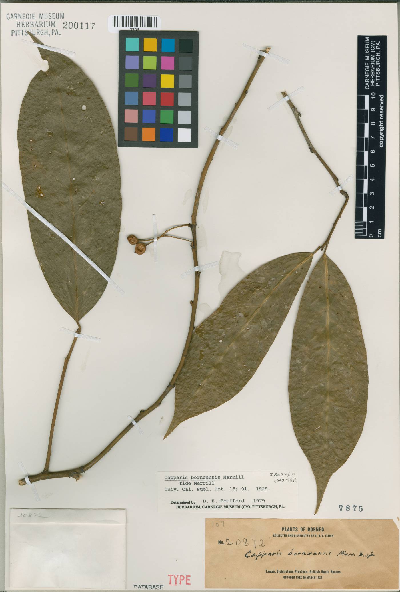 Capparis pubiflora image