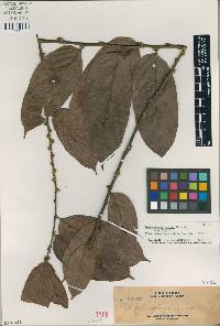 Image of Hydnocarpus elmeri