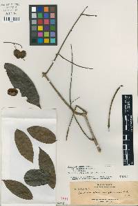 Combretum nigrescens image