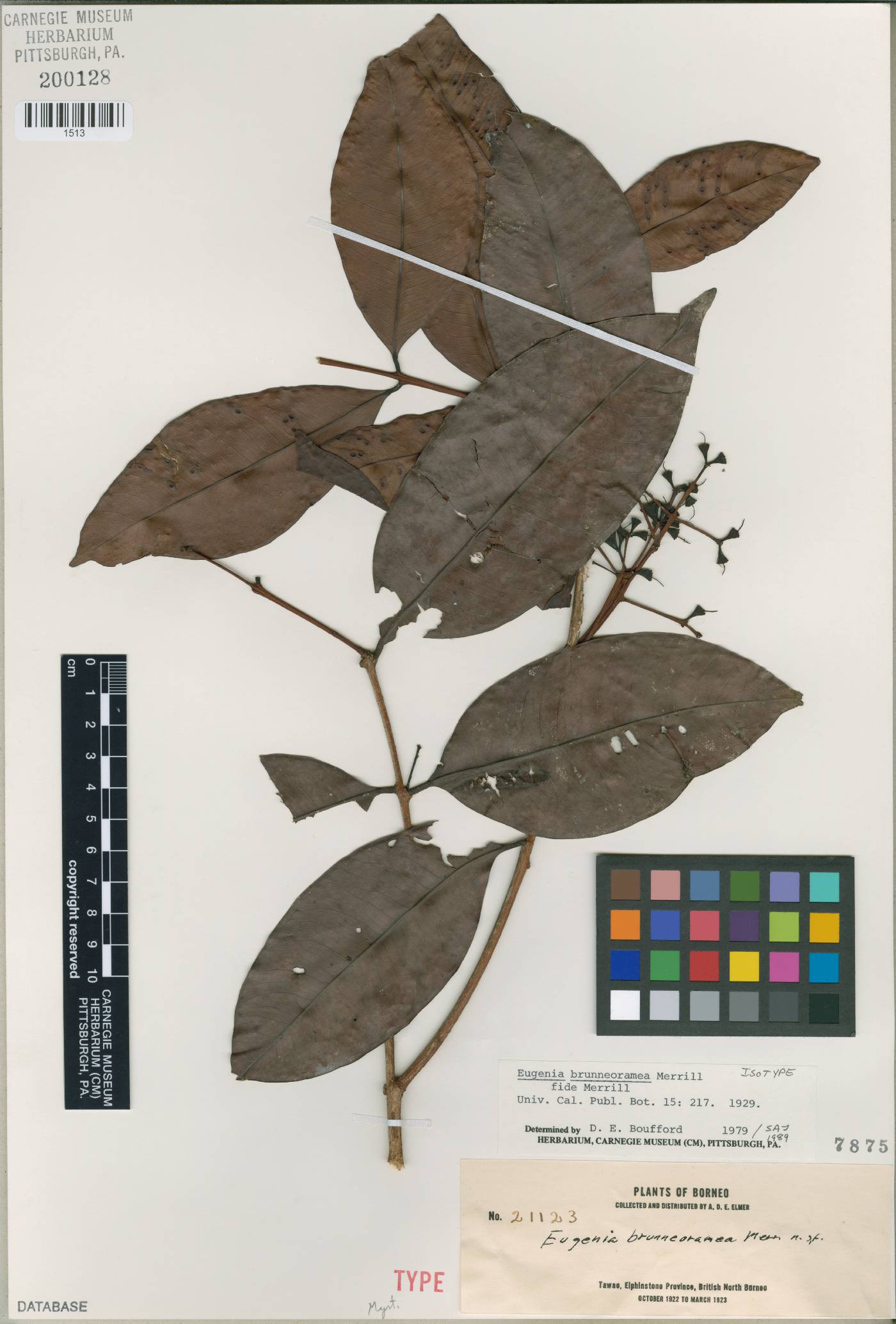 Syzygium racemosum subsp. racemosum image