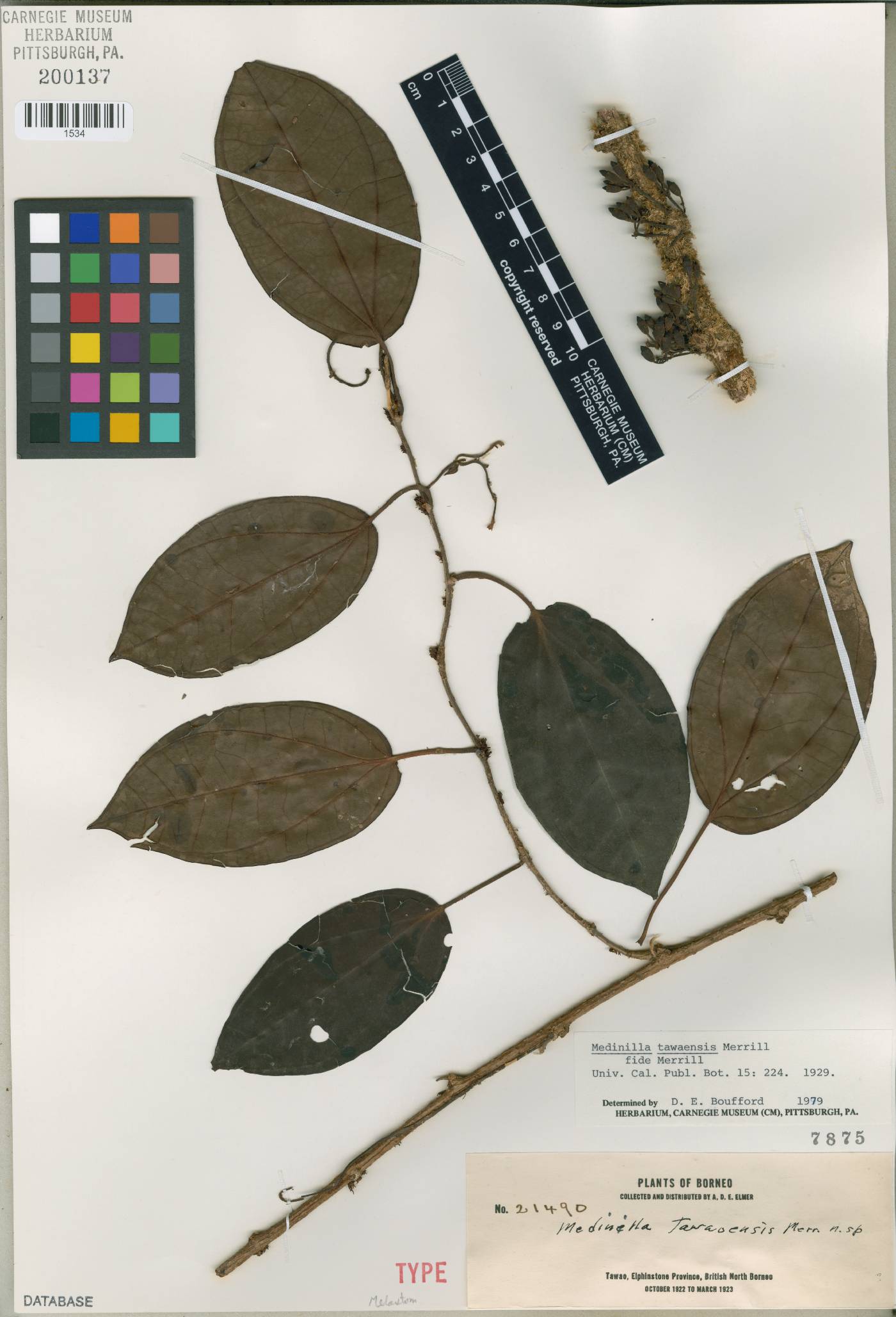 Catanthera tawaensis image