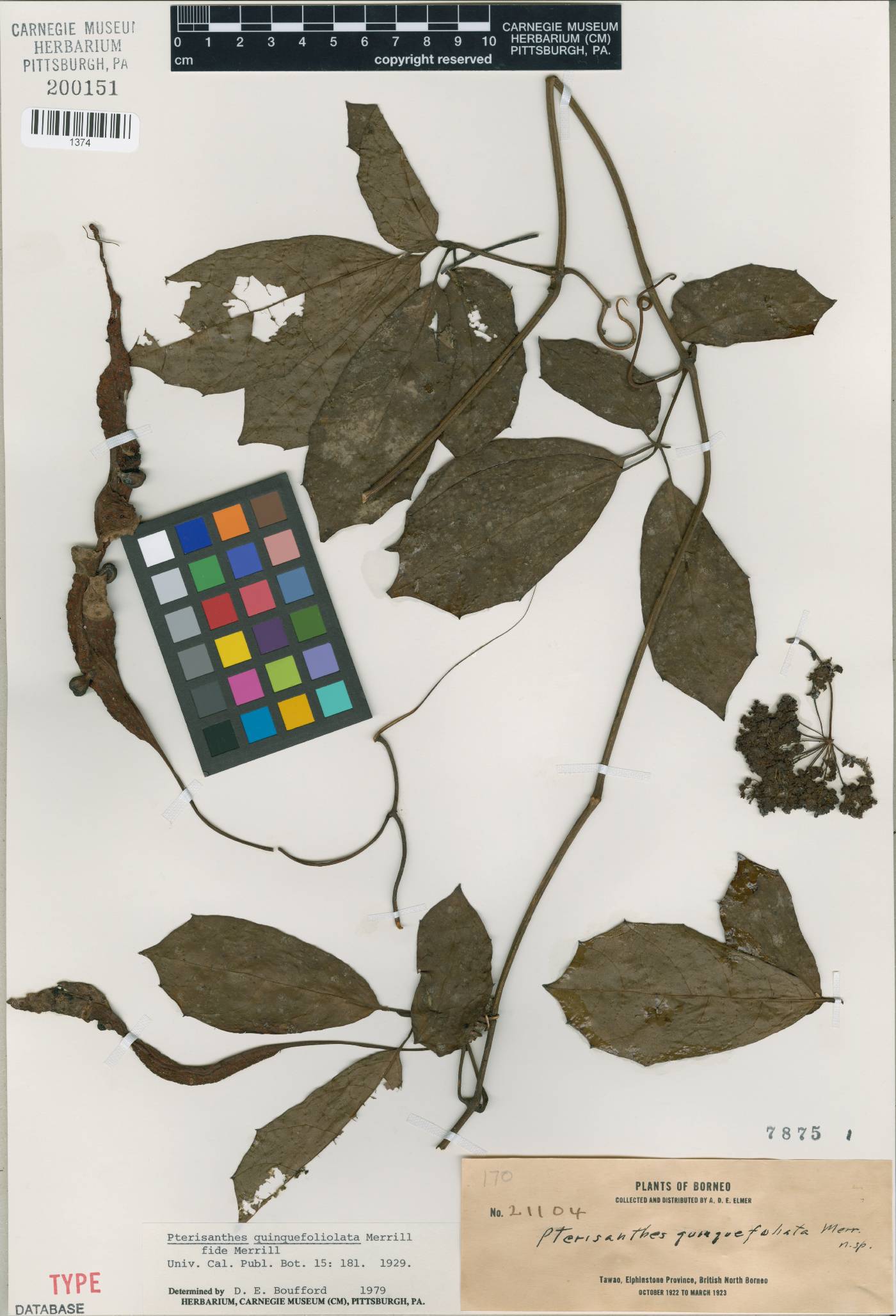 Pterisanthes image