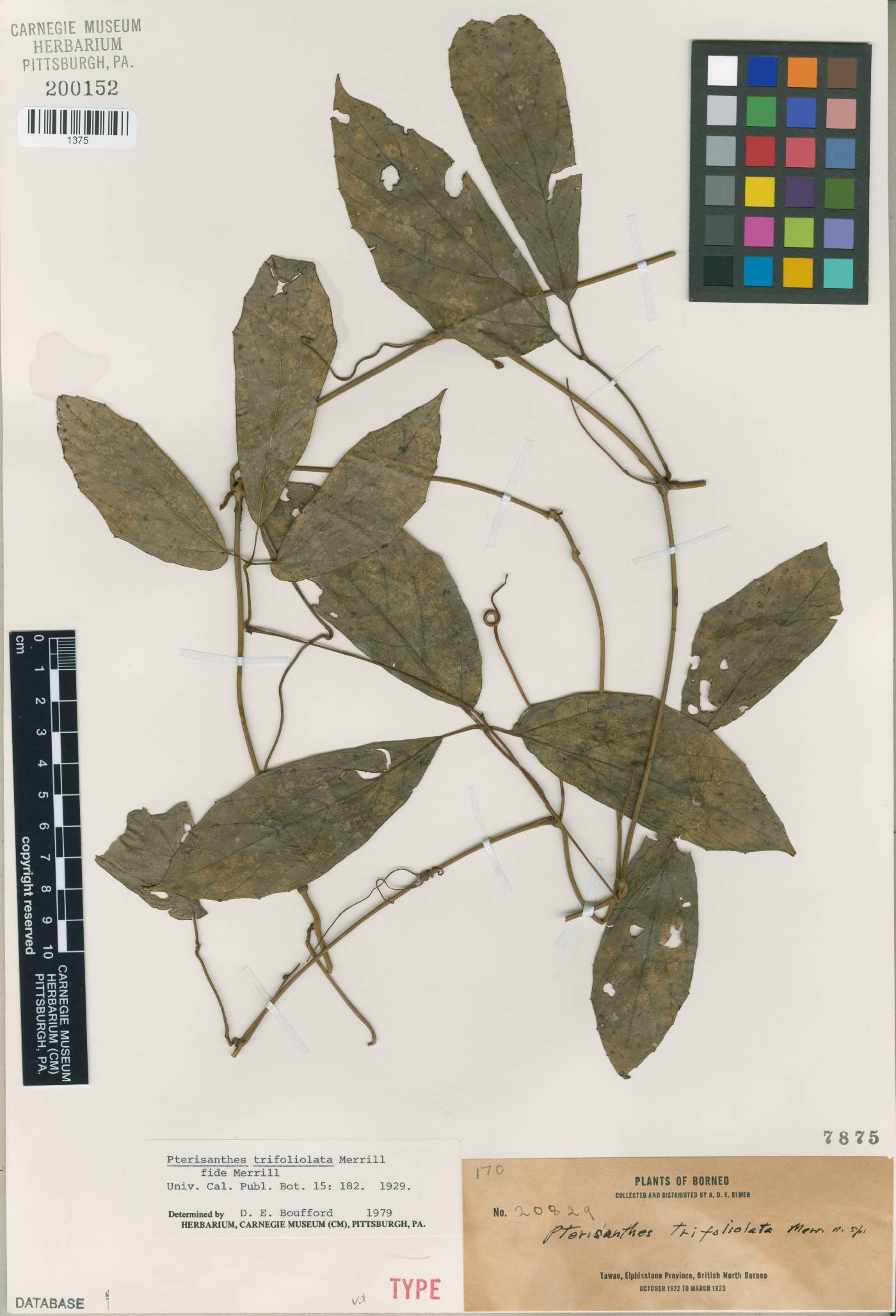 Pterisanthes cissioides image