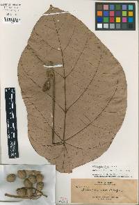 Image of Brownlowia peltata