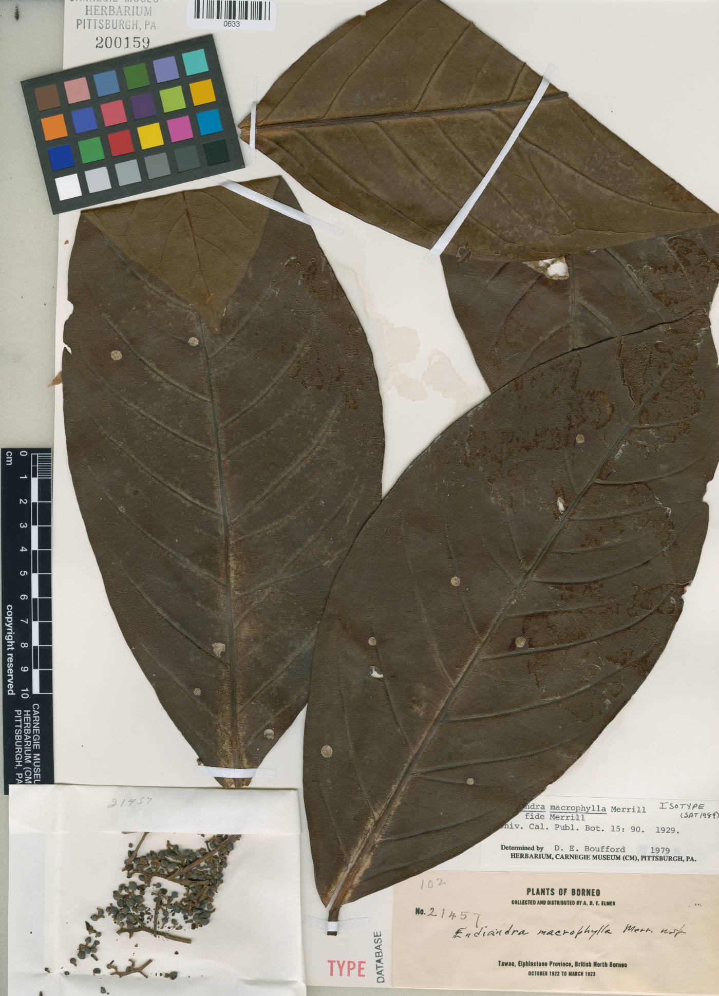 Endiandra macrophylla image