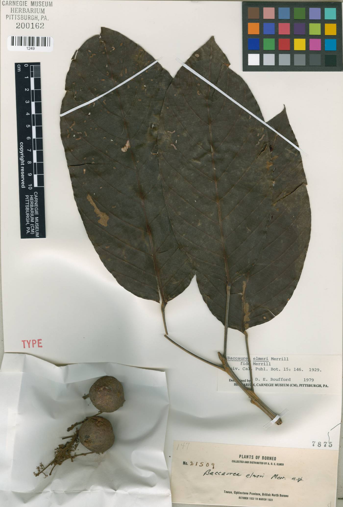 Baccaurea pubera image