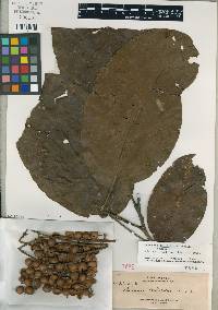 Media resource of Baccaurea dolichobotrys