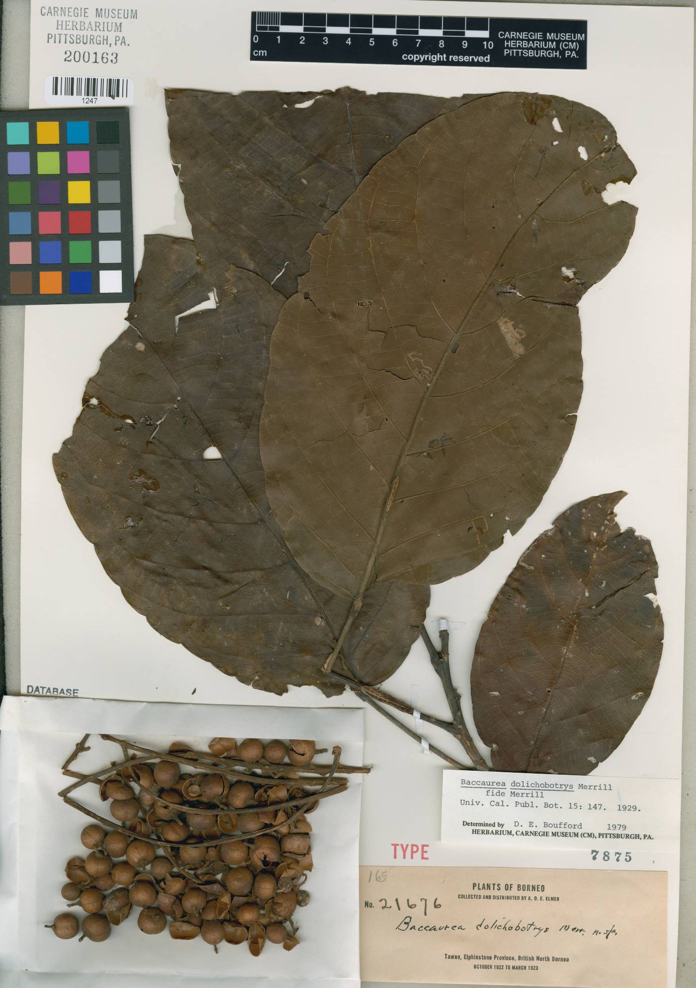 Baccaurea dolichobotrys image