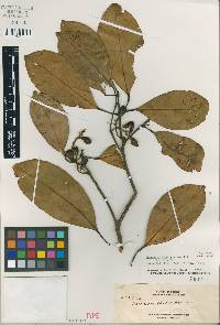 Media resource of Baccaurea sumatrana