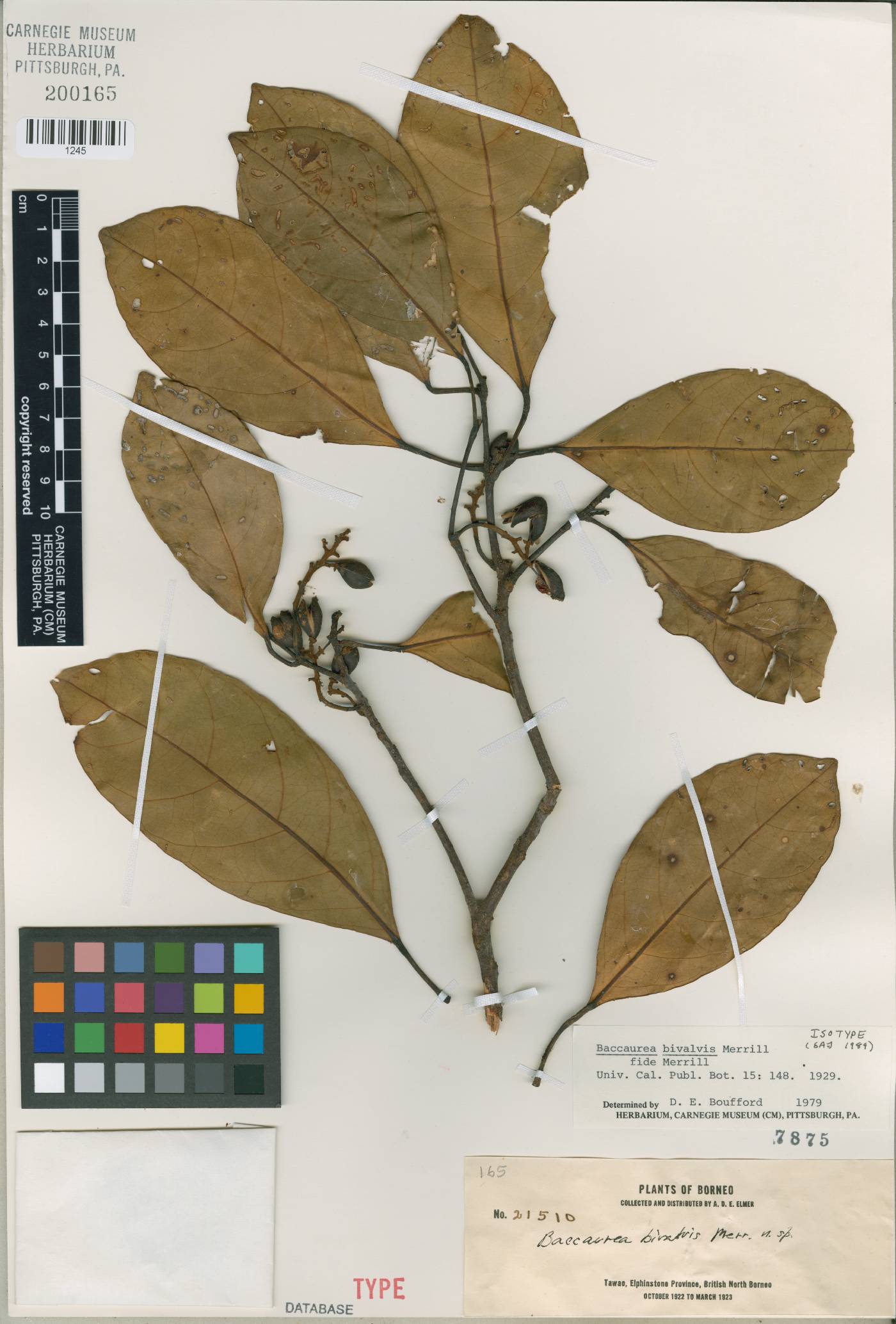 Baccaurea sumatrana image