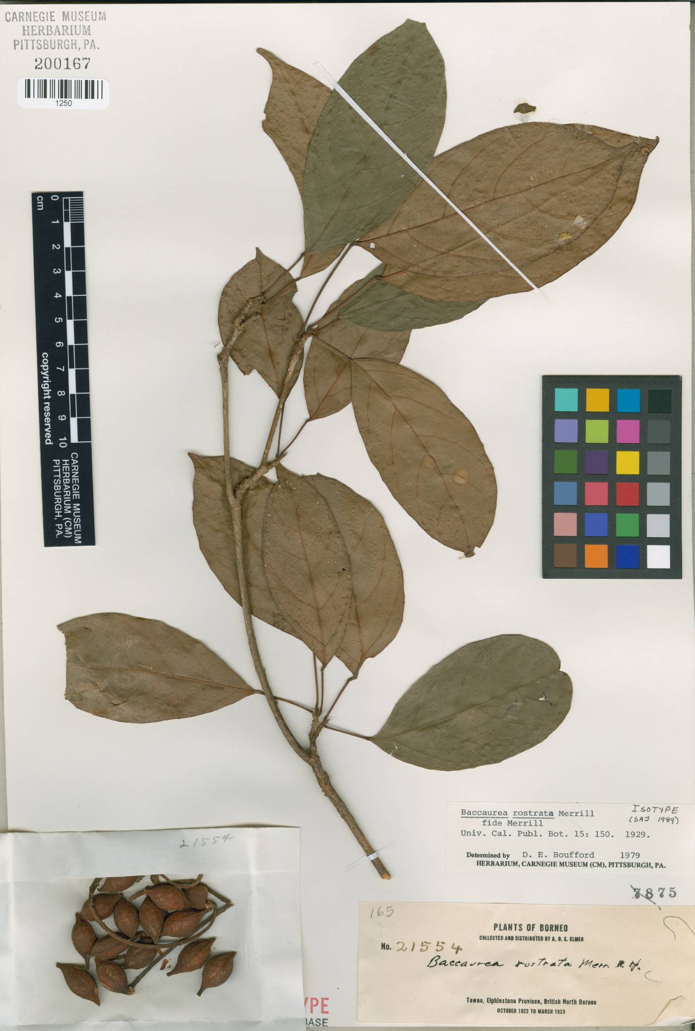 Baccaurea parviflora image