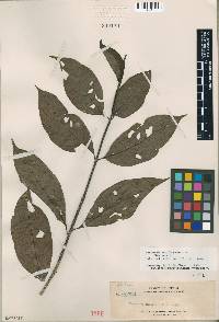 Media resource of Mussaenda laxiflora