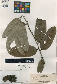 Diospyros consanguinea image