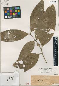 Lepisanthes fruticosa image