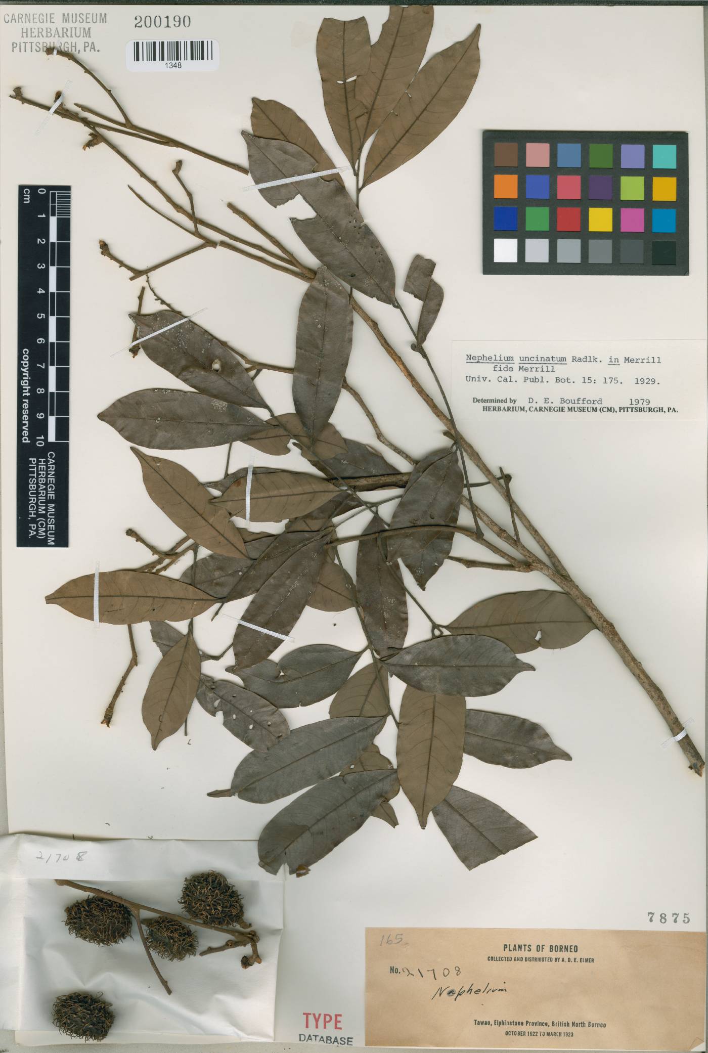 Nephelium uncinatum image